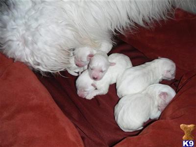 Puppies in FL
