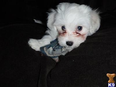 Coton De Tulear Puppies for Sale