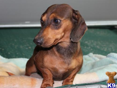 Stud Dogs - Dachshund