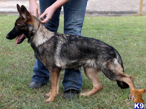 Dogs for Sale in FL