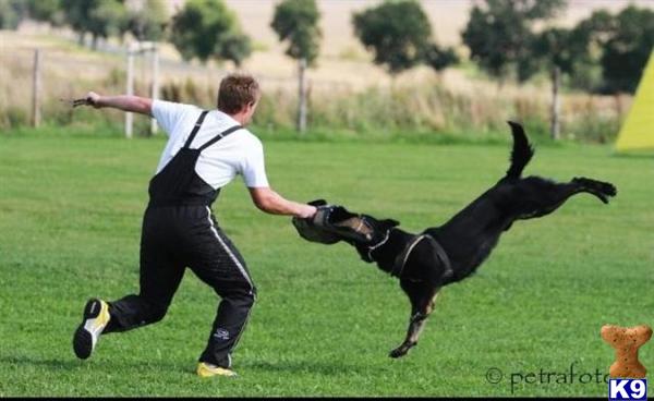Stud Dogs - German Shepherd