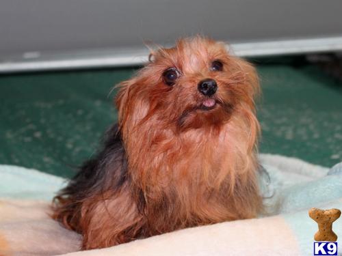 Dogs for Sale in FL