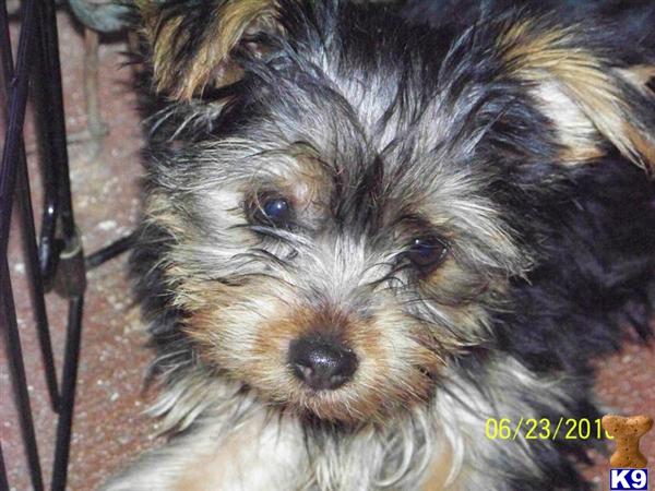 Yorkshire Terrier Puppies for Sale