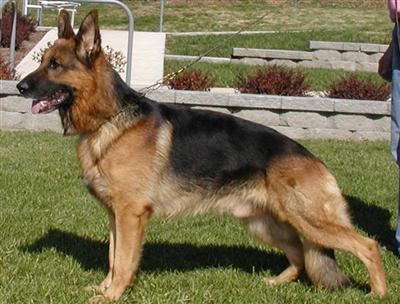 Stud Dogs in IL