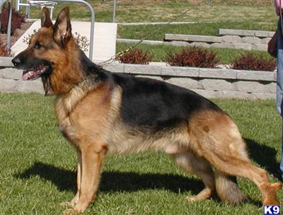 Stud Dogs - German Shepherd