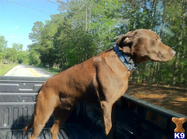 Stud Dogs - Labrador Retriever
