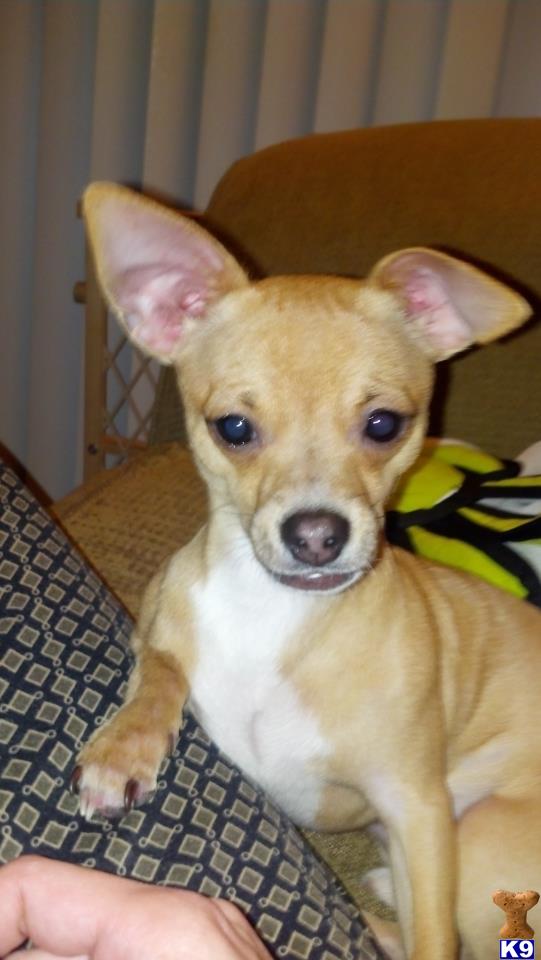 Stud Dogs - Chihuahua