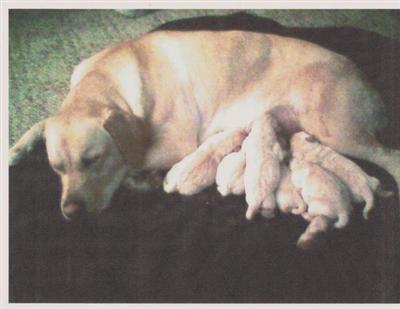 Puppies in NH