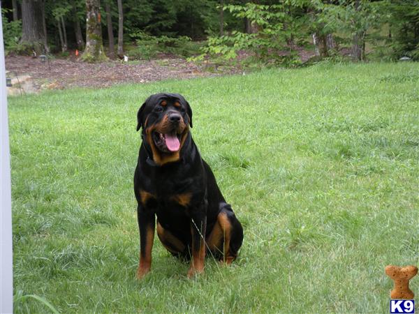 Stud Dogs in NH