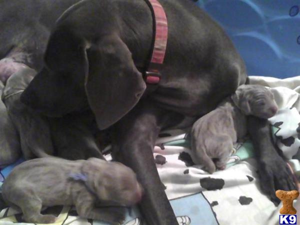 Weimaraner Puppies