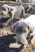 Weimaraner