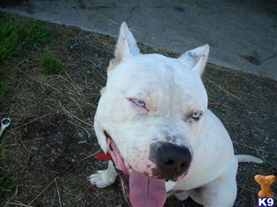 Stud Dogs in OH