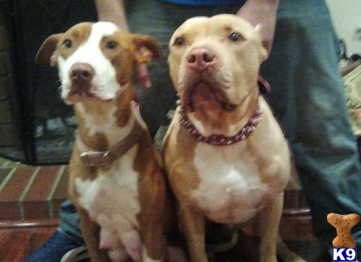 Puppies in Chino