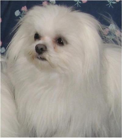Stud Dogs - Maltese