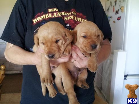 Puppies in Mankato