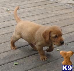 Puppies in Mankato