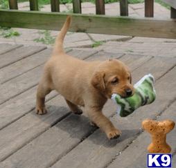 Puppies in Mankato