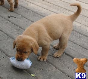Puppies in Mankato