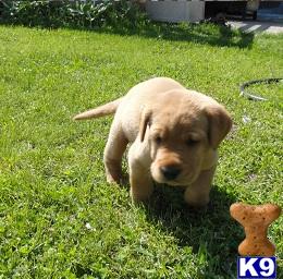 Puppies in Mankato