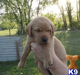Puppies in Mankato