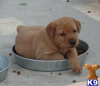 Puppies in Mankato