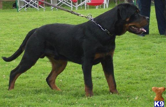 Rottweiler Puppies for Sale
