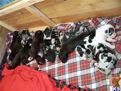 Great Dane Puppies in TX