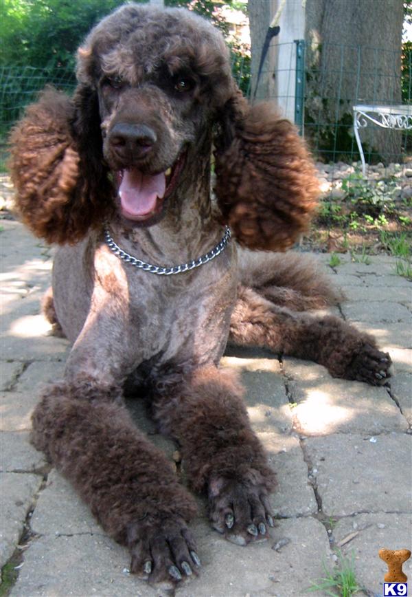Stud Dogs in NJ