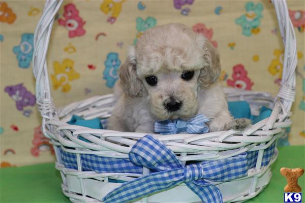 puppies for sale in ruston la document moved puppies for sale in ruston la document moved
