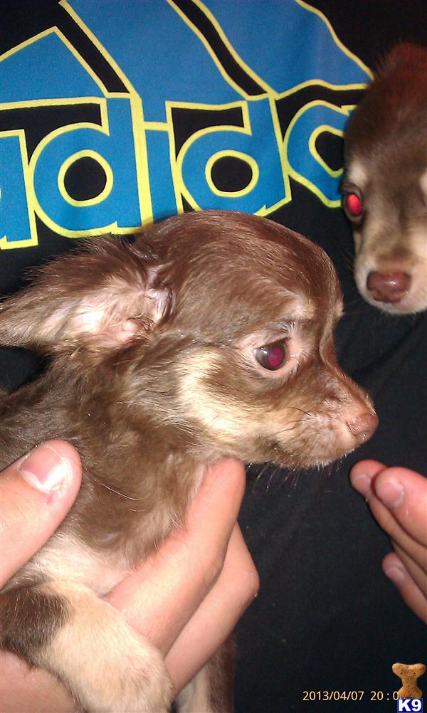 Puppies in IN