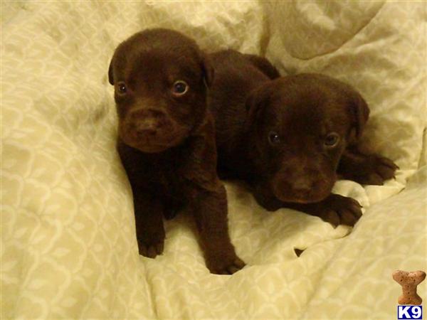 chocolate lab puppies for sale in illinois labrador retriever puppy for sale chocolate lab puppies and started dogs delivered t chocolate lab puppies for sale in illinois labrador retriever puppy for sale chocolate lab puppies and started dogs delivered t