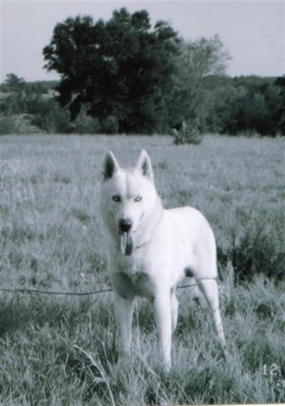 Dogs - Siberian Husky