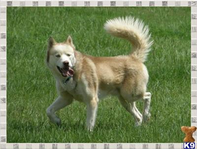 Dogs for Sale in TX