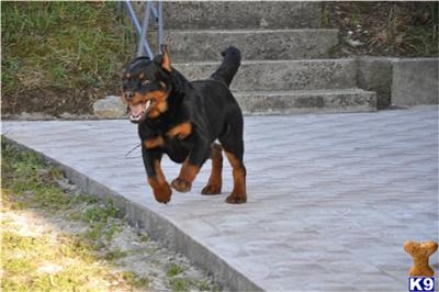 Dogs for Sale in OR