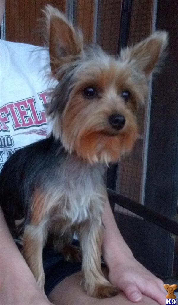Stud Dogs - Yorkshire Terrier