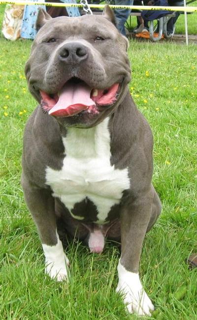 Rivers%20Edge%20Pitbulls.com_A200861513655.jpg