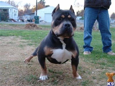 chocolate tri color pitbull puppies for sale chocolate tri color pitbull puppies for sale 28 images 17 best images about pit chocolate tri color pitbull puppies for sale chocolate tri color pitbull puppies for sale 28 images 17 best images about pit