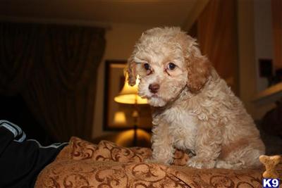 Poodle Puppies for Sale