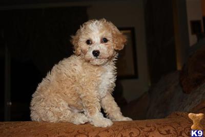 Poodle Puppies for Sale