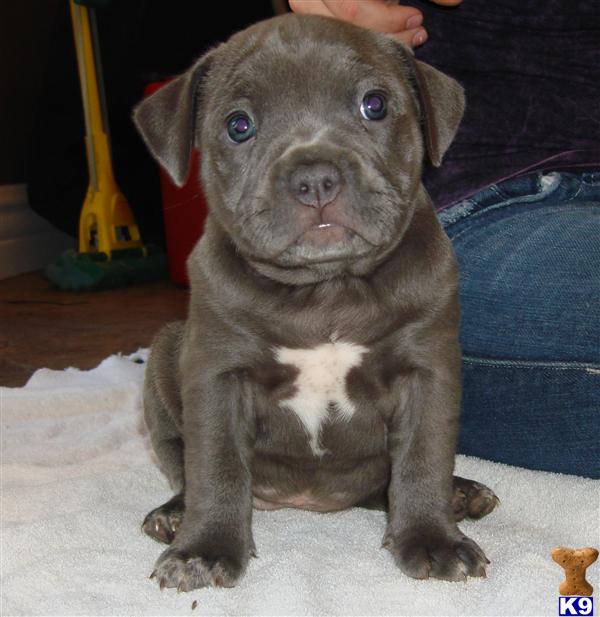 Puppies in Corona