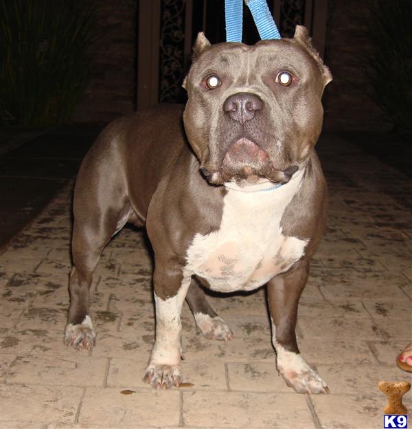 Stud Dogs in CA