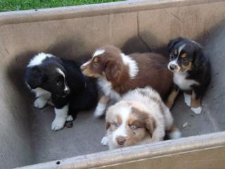 Anatolian Shepherd Dog Puppies for Sale