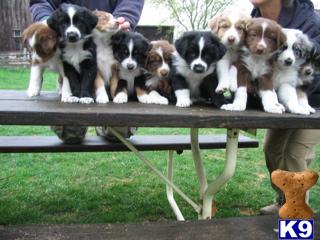 Puppies in Suttons bay