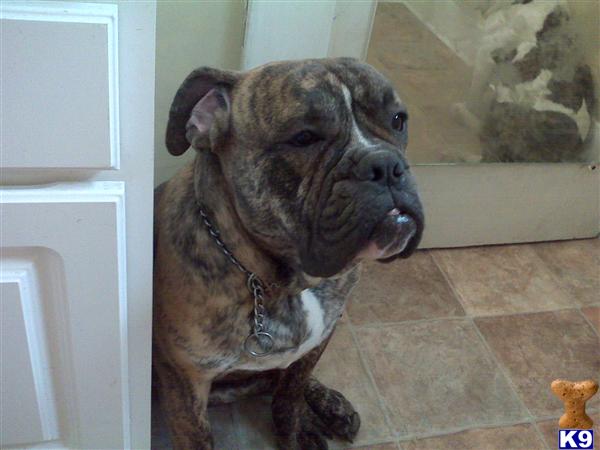 Stud Dogs in IN