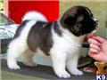 Akita