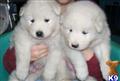 Samoyed