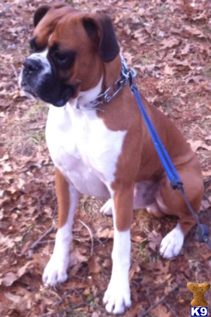 Stud Dogs - Boxer
