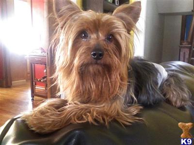 Stud Dogs - Yorkshire Terrier