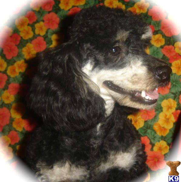 Stud Dogs - Poodle