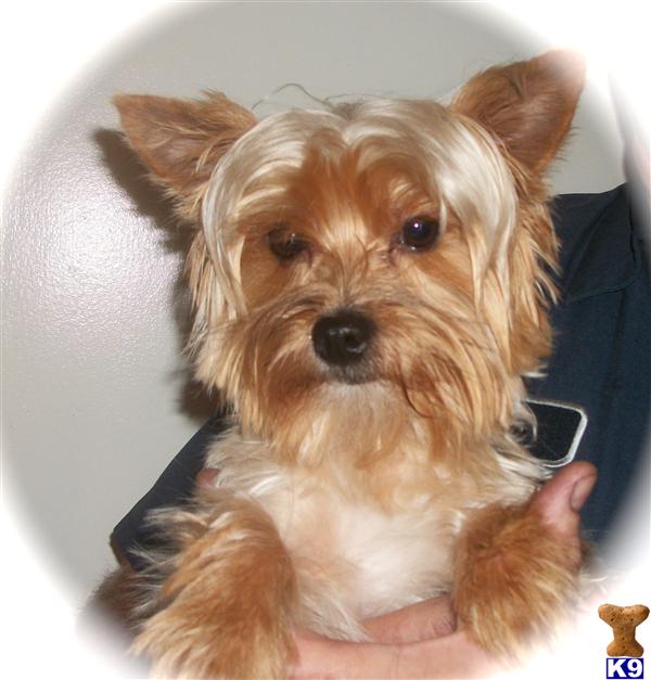 Stud Dogs - Yorkshire Terrier